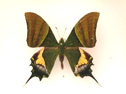 Teinopalpus imperialis male (aberrant) (Internet Image property of respective owner, non-commercial use only)